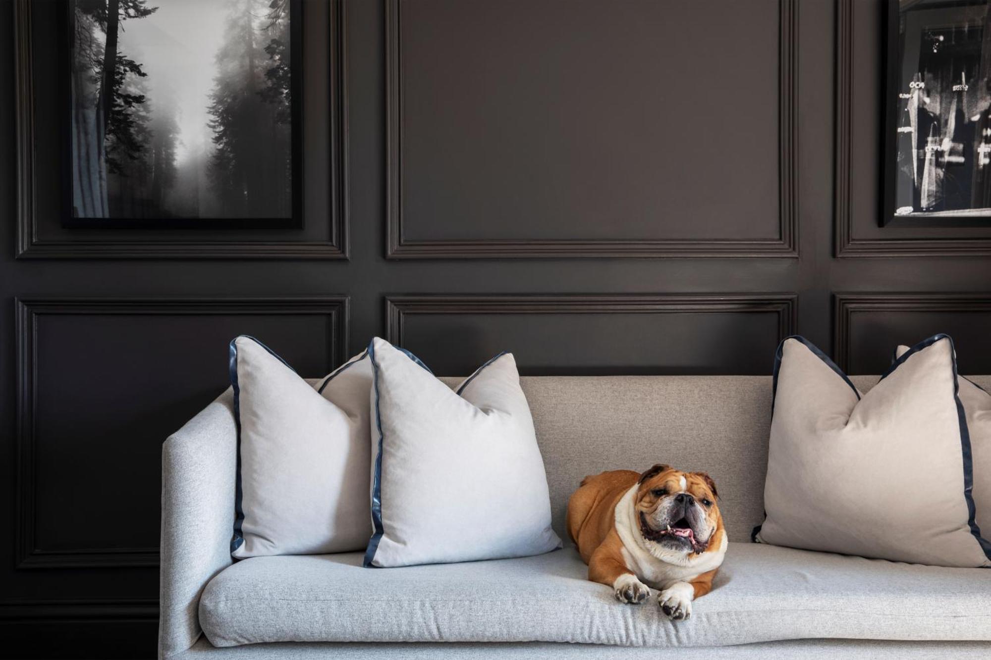 Seven Villa Hotel & Spa Johannesburg Exteriör bild A dog on a sofa